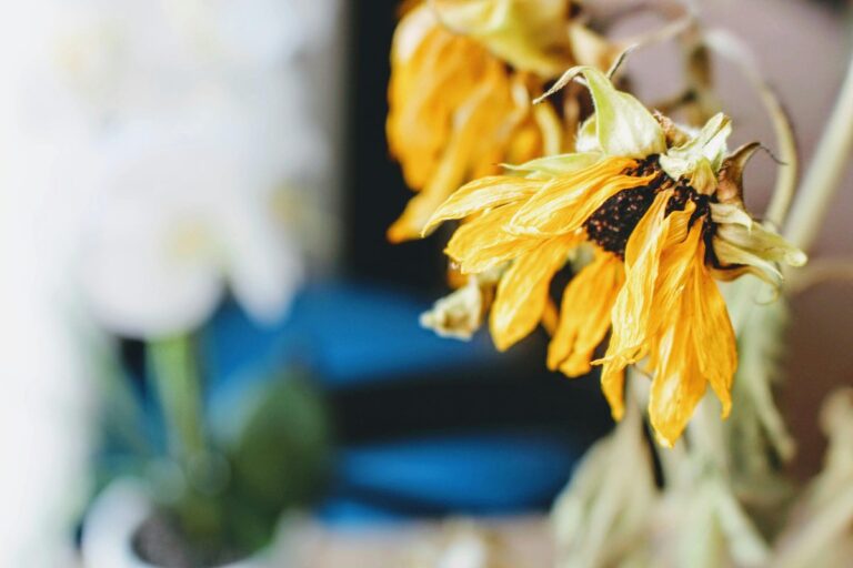 A detailed close-up of a withered sunflower's petals, highlighting its texture and color indoors.