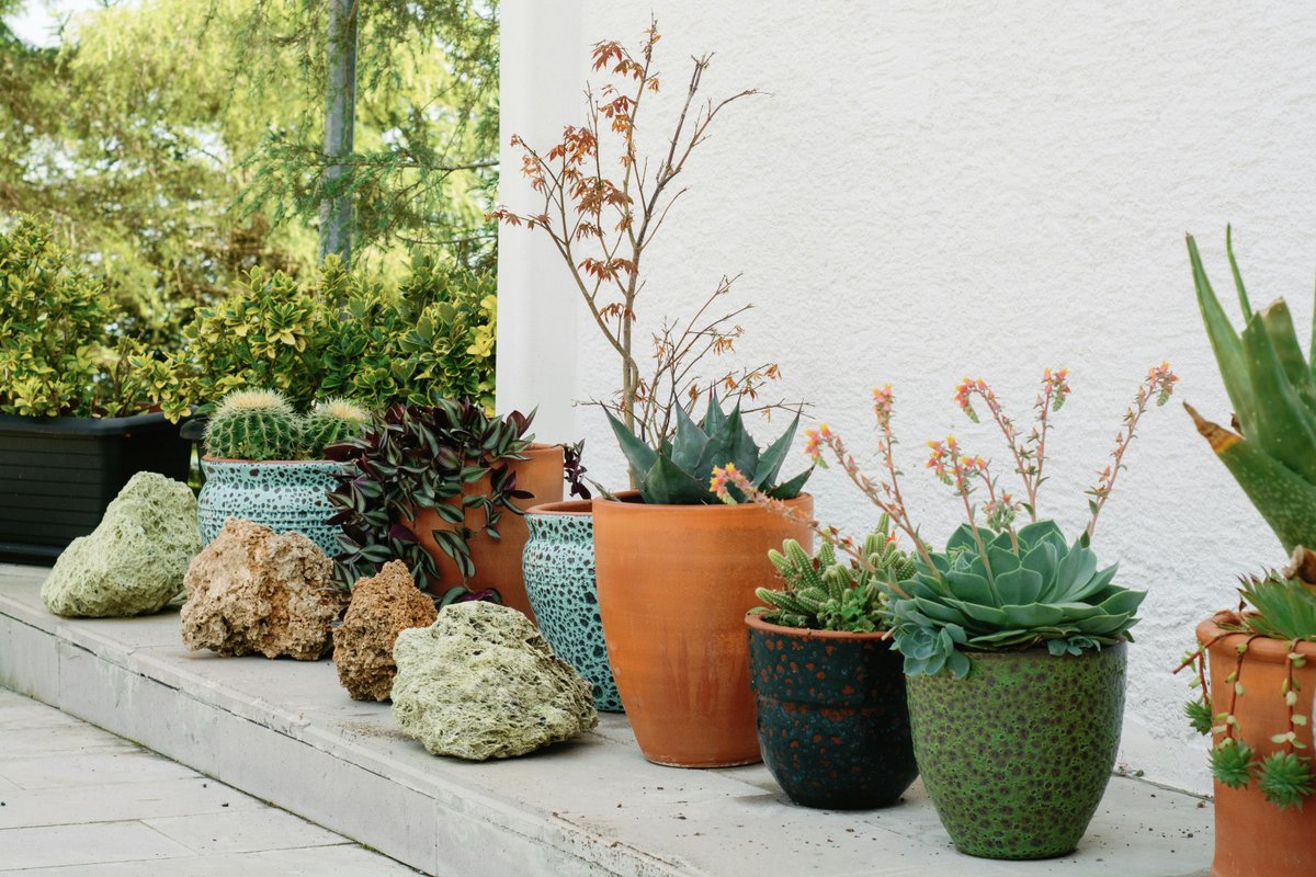 A beautiful collection of succulents and plants in decorative pots on stone pavement outdoors.
