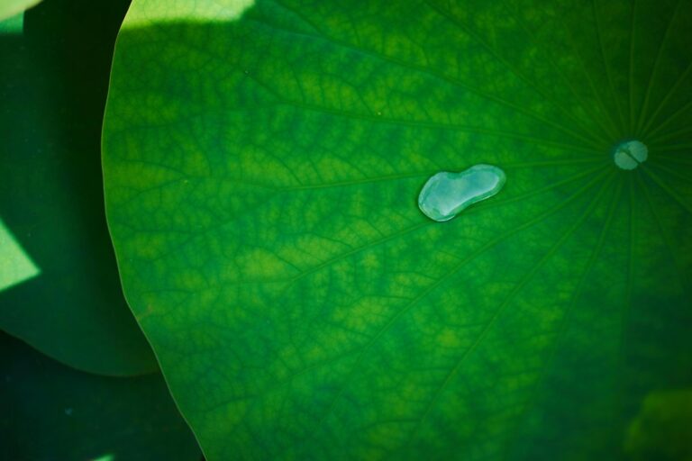 Serene close-up of a single water droplet resting on a vibrant green lotus leaf.
