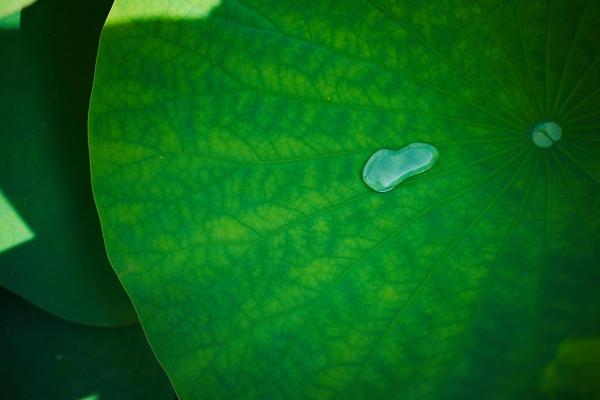 Serene close-up of a single water droplet resting on a vibrant green lotus leaf.