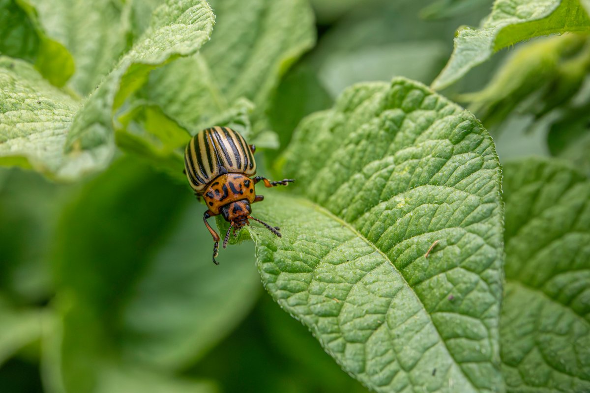 Macro shot of a Colorado potato beetle on green potato foliage.