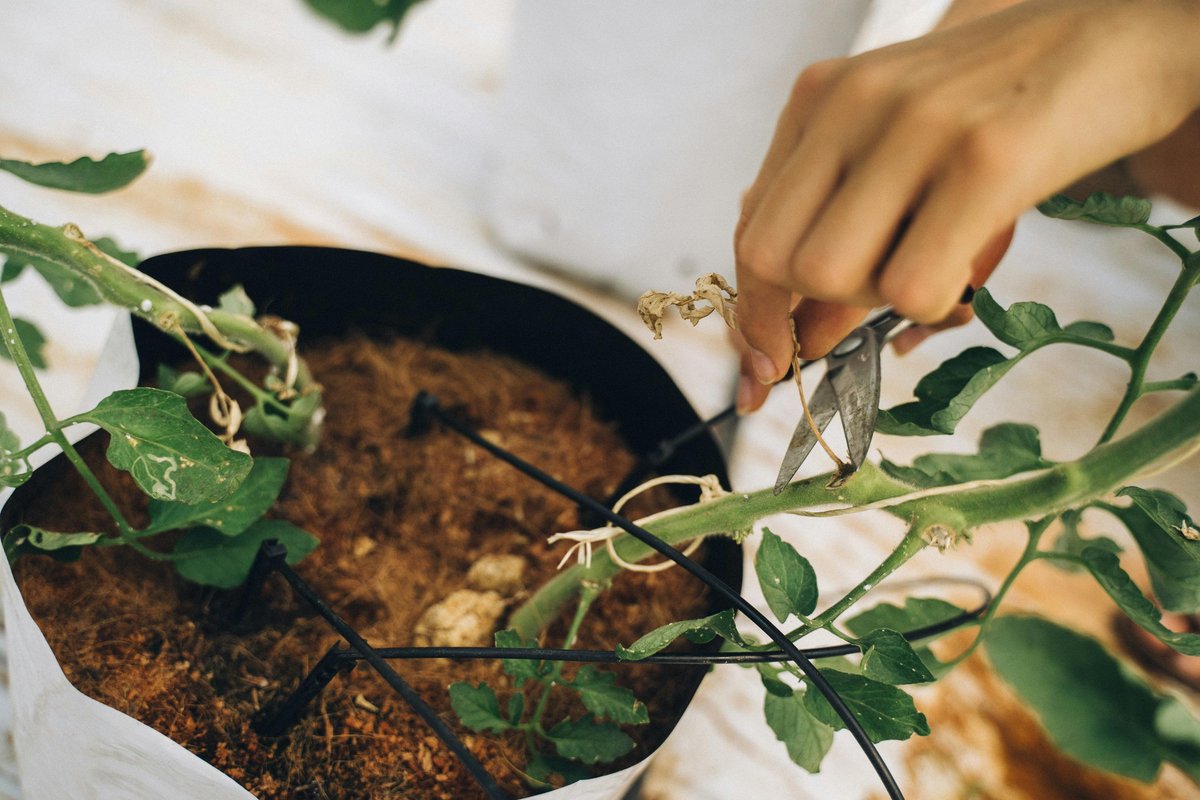 Close-up of a hand pruning a potted plant with shears, focusing on growth.