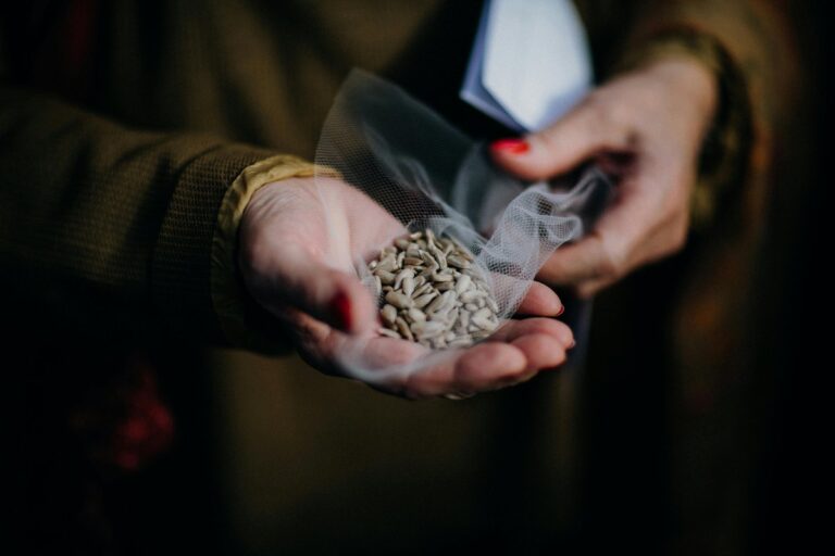 Hands holding sunflower seeds in a small net bag, perfect for snacking or planting.