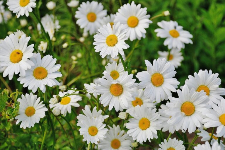 Vibrant cluster of white daisies blooming in a lush green garden during spring.