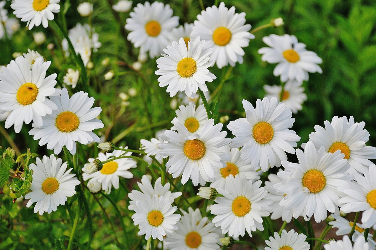 Vibrant cluster of white daisies blooming in a lush green garden during spring.