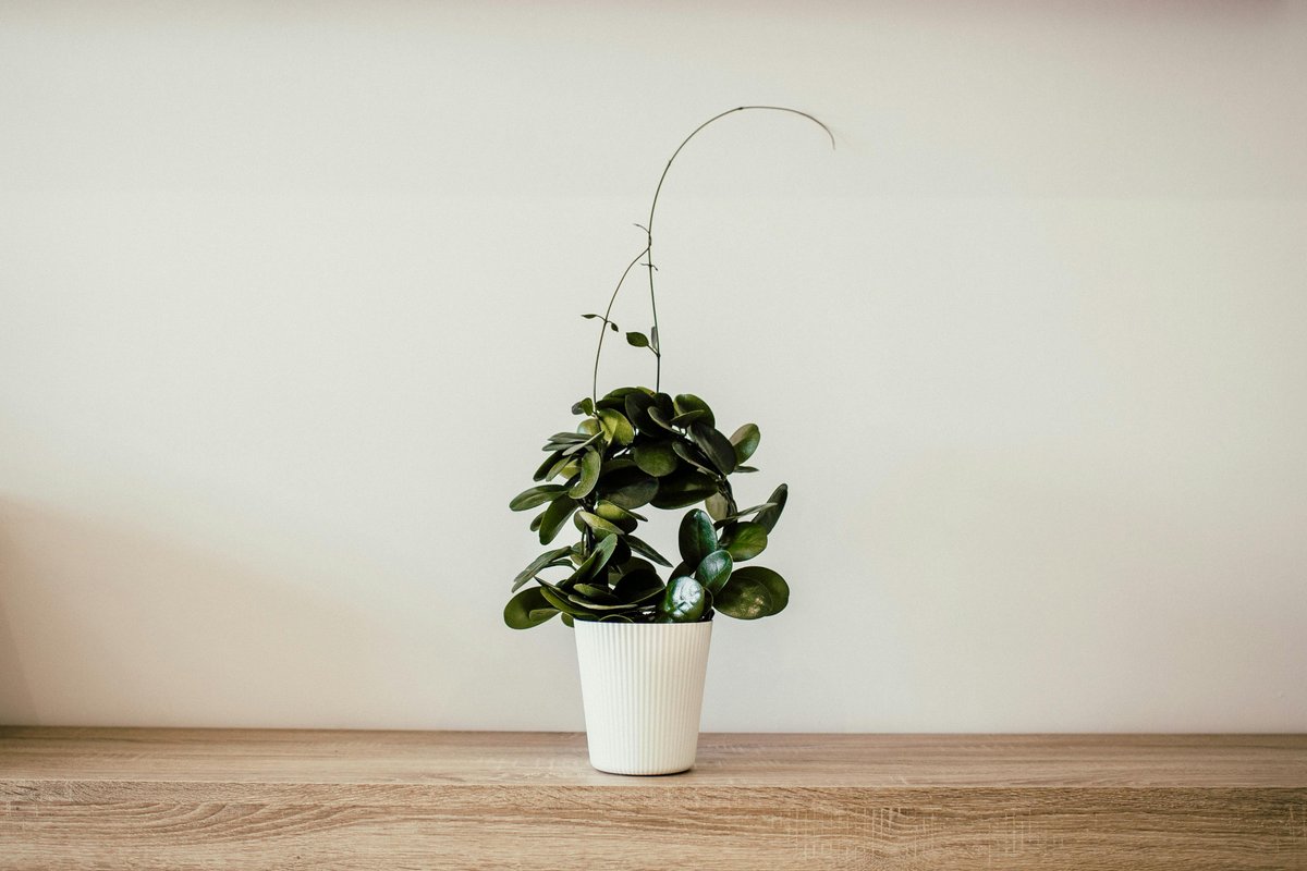 A simple and elegant potted houseplant on a wooden table, showcasing minimalist decor.
