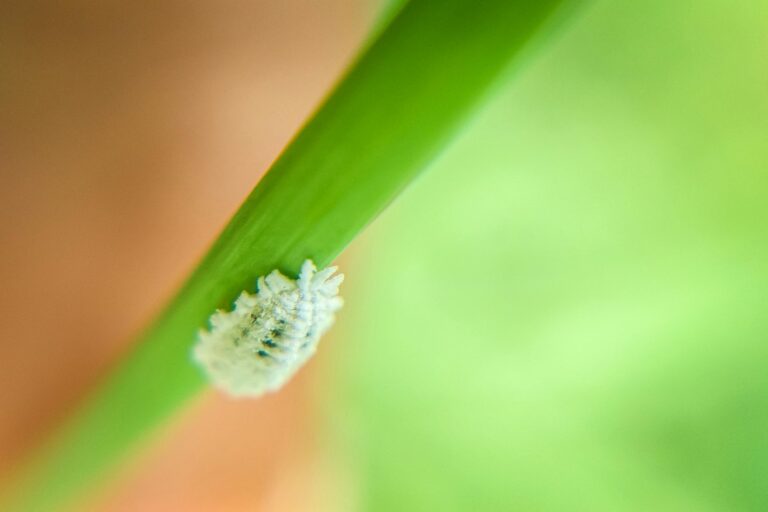 Close-up view of a mealybug on a green plant leaf with a blurred background highlighting its subtle details.