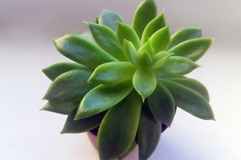 A detailed view of a lush green succulent in a pot with a bright white background.