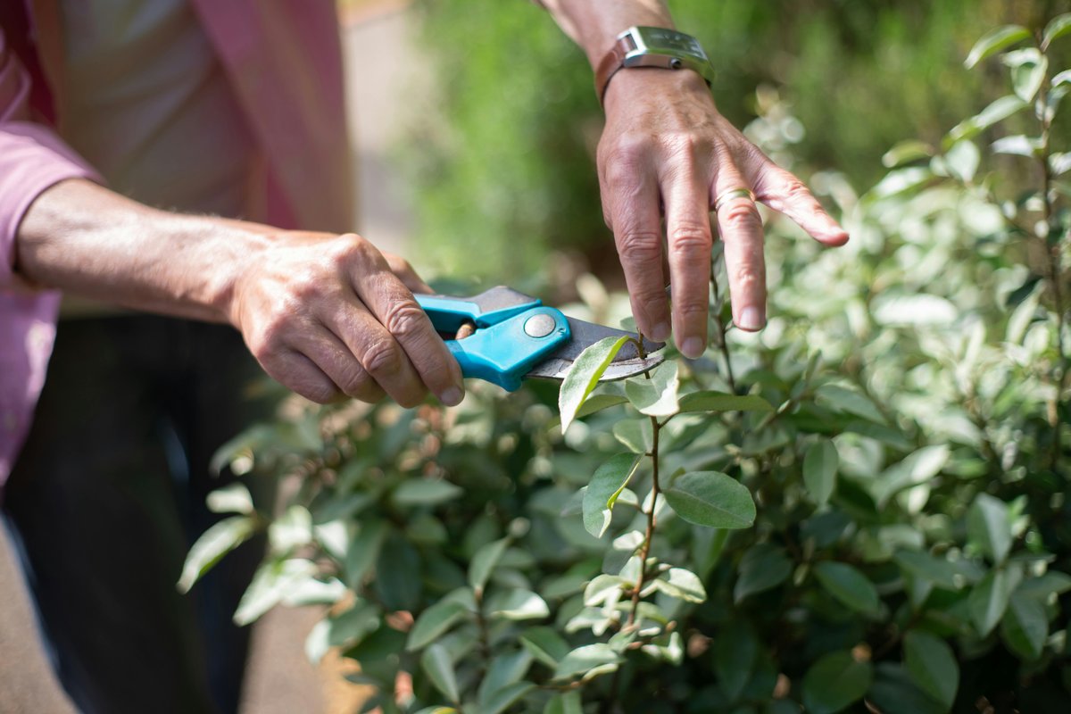 Close-up of hands pruning plants with shears in a sunny garden, showcasing gardening care.
