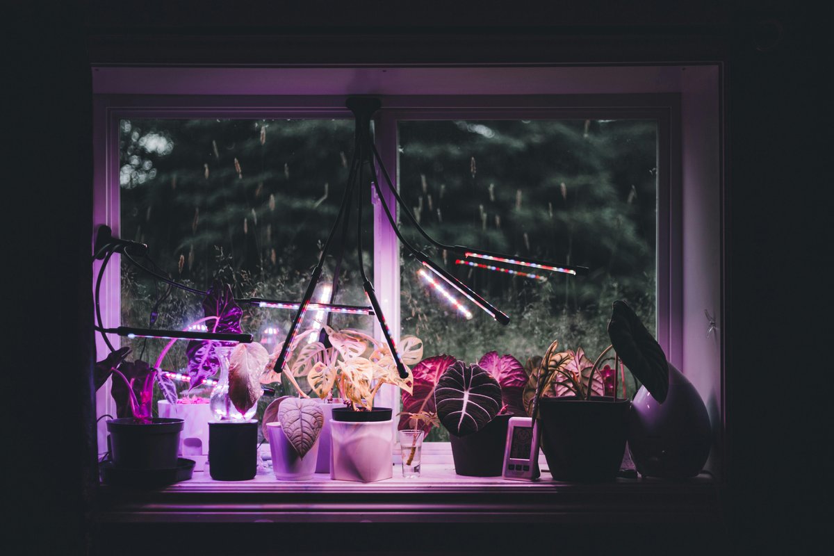 A cozy indoor garden with vibrant plants illuminated by LED lights on a rainy day.