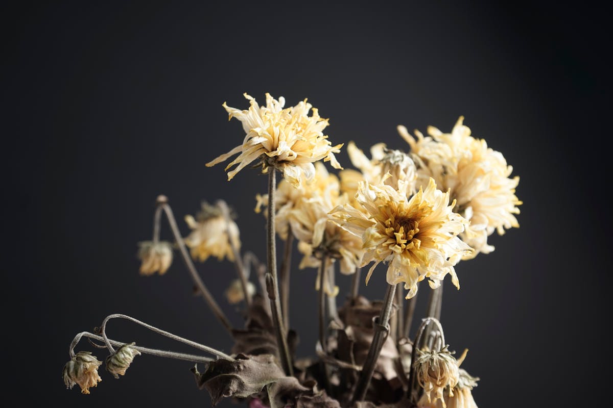 A detailed studio shot of wilted yellow chrysanthemums against a black background.