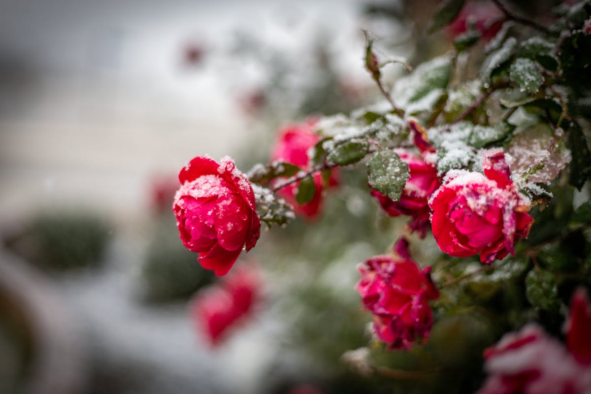 Close-up of red roses dusted with snow, capturing nature's beauty in winter.