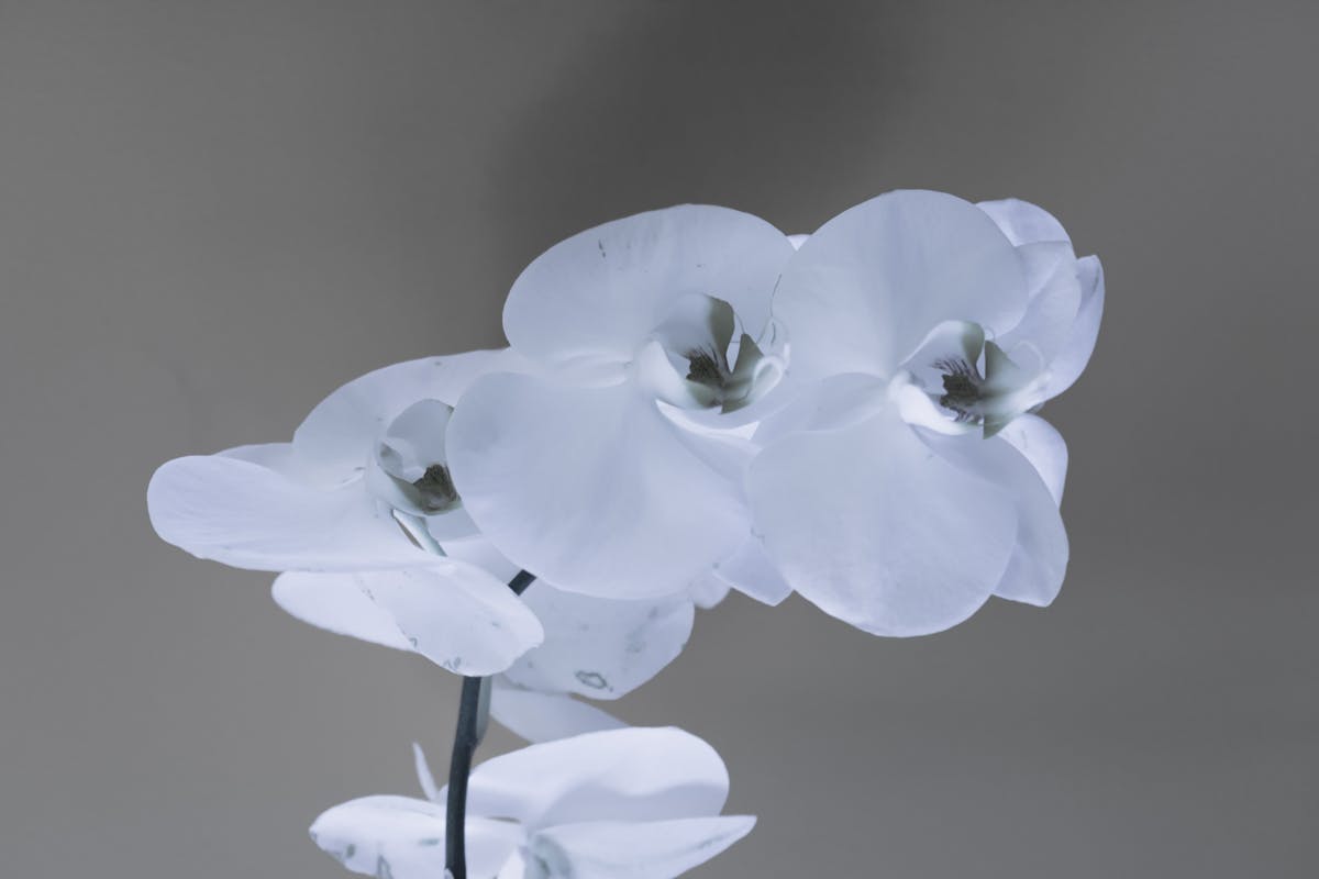 Close-up of delicate white orchids with a soft and neutral background.