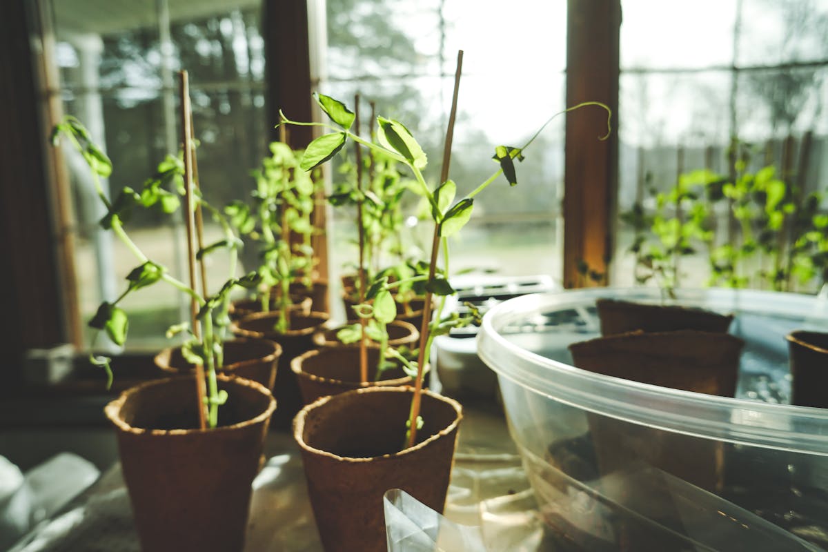 Fresh seedlings growing indoors, bathed in natural sunlight in a greenhouse setting.
