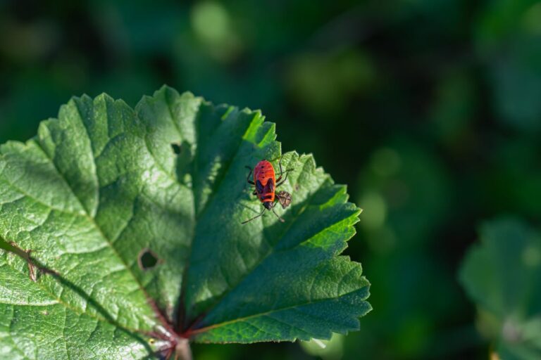 Vibrant red bug perched on a green leaf in a natural garden setting.