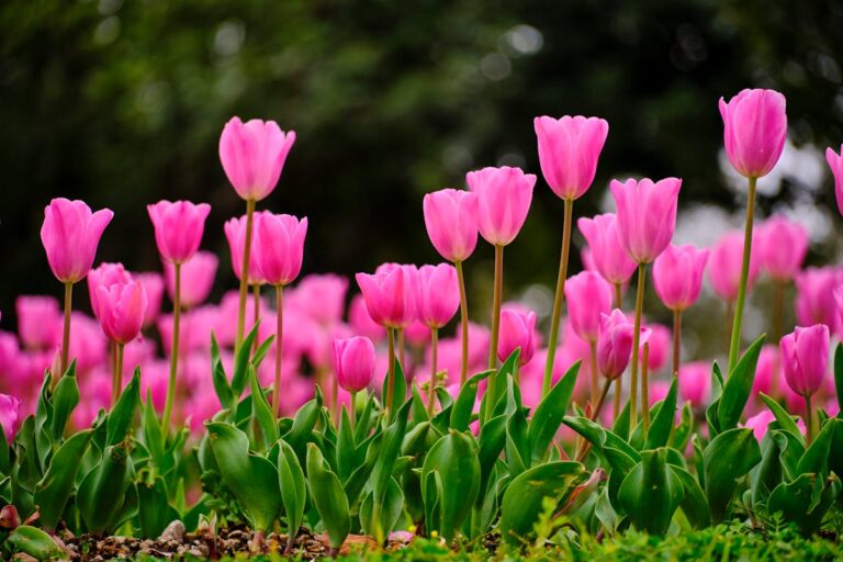 A captivating close-up of pink tulips in full bloom during springtime.
