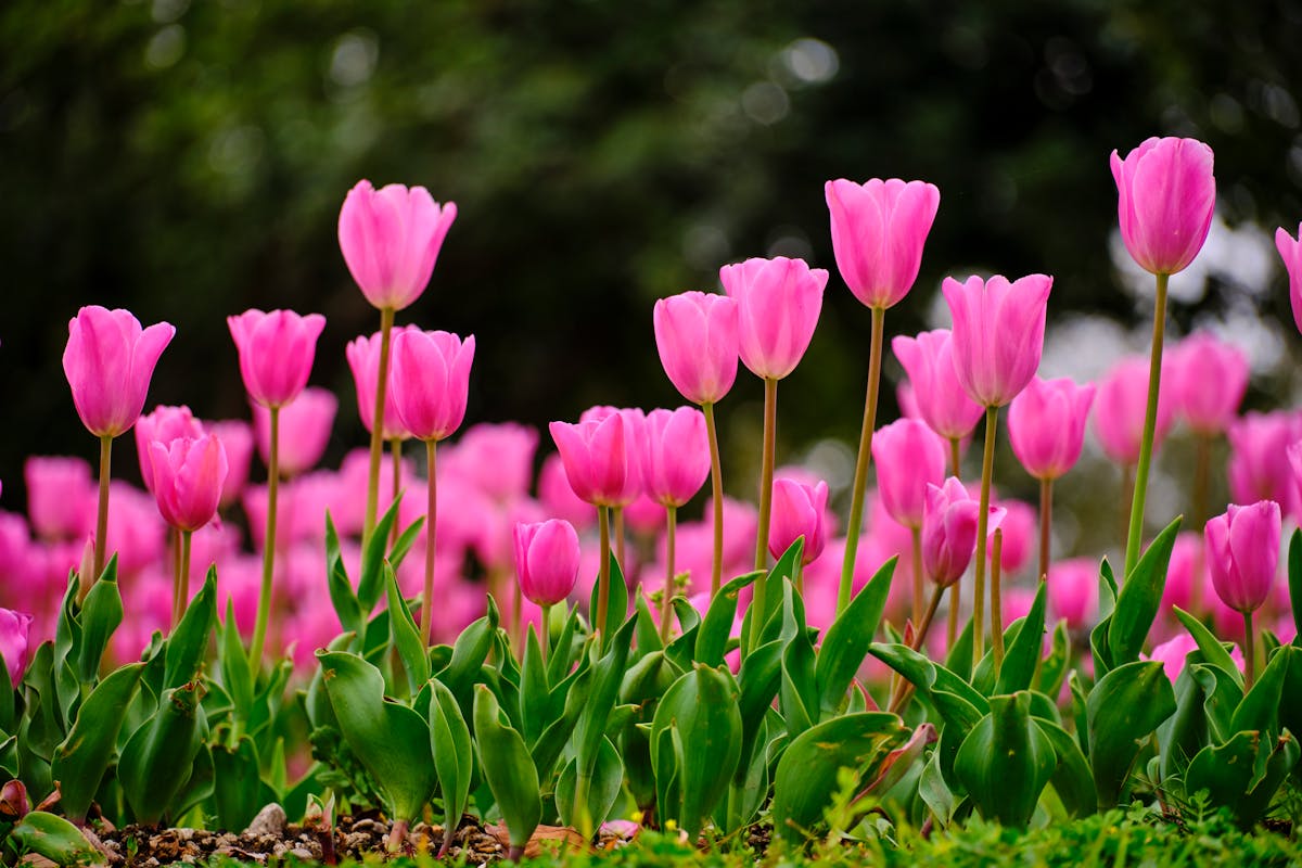 A captivating close-up of pink tulips in full bloom during springtime.