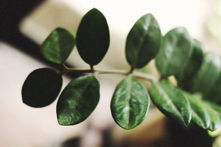 Detailed view of glossy green leaves of the Zamioculcas zamiifolia plant, capturing its vibrant nature.