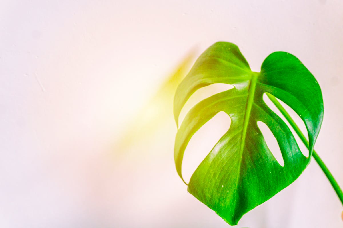 Close-up of a fresh green Monstera leaf with sunlight creating a soothing ambiance.