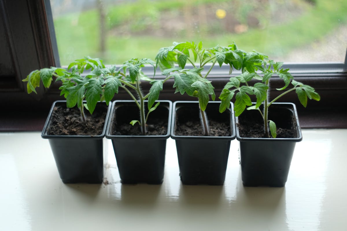 Four potted tomato seedlings on a window sill, perfect for home gardening enthusiasts.