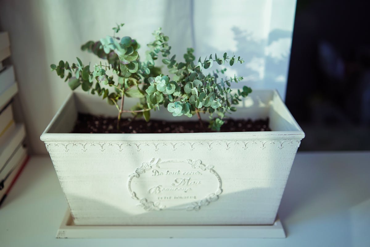 A soothing image of a eucalyptus plant in a white decorative container indoors.