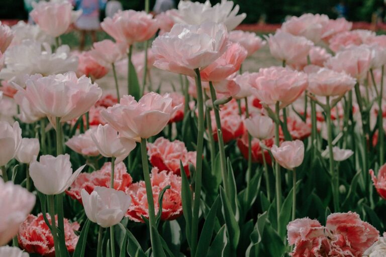 A close-up of beautiful pink and white tulips blooming in a Toronto garden during spring.