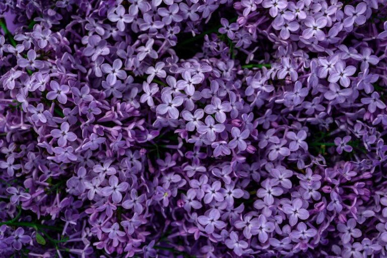Close-up view of vibrant lilac flowers in full bloom, showcasing their intricate petals.