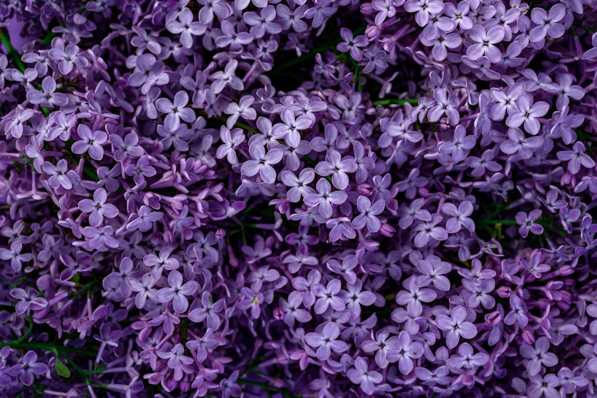 Close-up view of vibrant lilac flowers in full bloom, showcasing their intricate petals.
