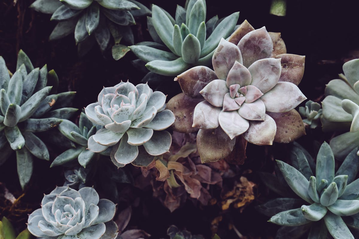 A detailed image showcasing various succulent plants with lush textures, perfect for indoor decor concepts.