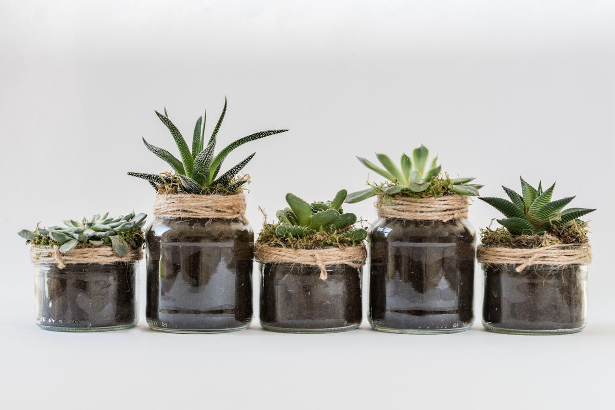 Aesthetic arrangement of diverse succulents in decorative glass jars, perfect for home decor.