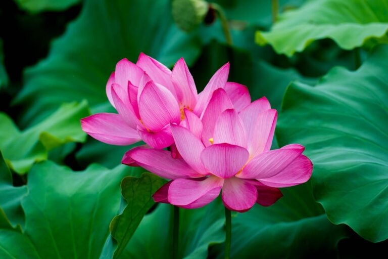 Close-up of vibrant pink lotus flowers with lush green leaves. Ideal for nature and floral themes.