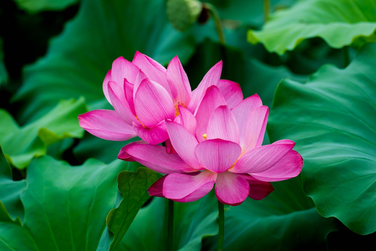 Close-up of vibrant pink lotus flowers with lush green leaves. Ideal for nature and floral themes.
