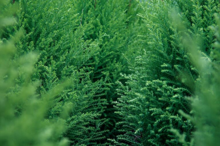 Close-up of rich green evergreen foliage, showcasing natural texture and lush vitality.