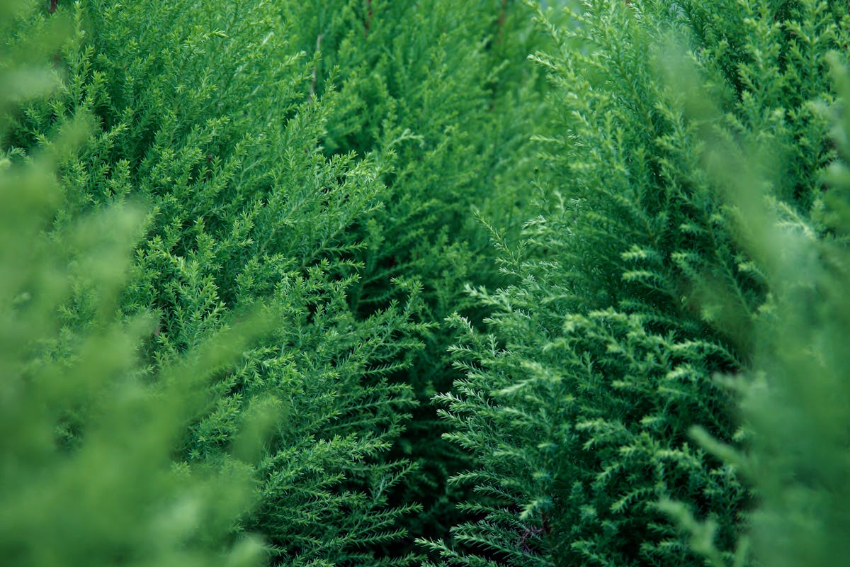 Close-up of rich green evergreen foliage, showcasing natural texture and lush vitality.