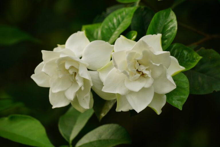 Vibrant close-up photo of white gardenia flowers blooming with lush green leaves.