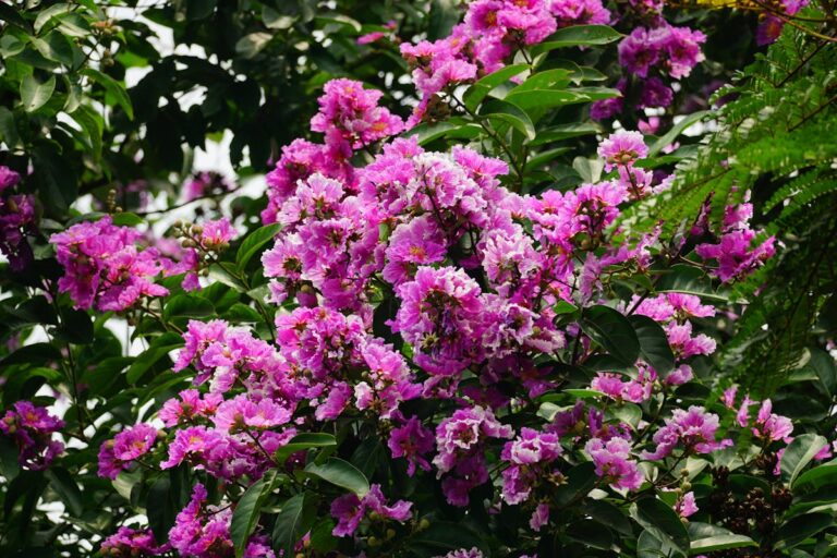 A lush cluster of vibrant pink crape myrtle flowers in full bloom against green foliage on a sunny day.