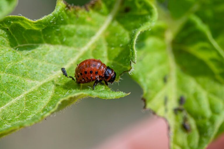 Detailed view of a Colorado potato beetle larva on a green leaf in summer.