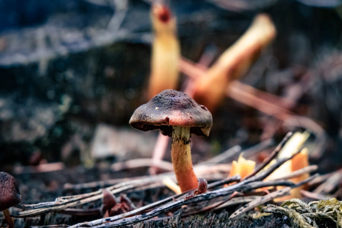 Detailed close-up of a wild mushroom among natural forest elements in autumn.