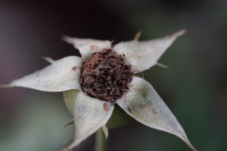 A detailed macro shot of a dried rose hip, highlighting textures.