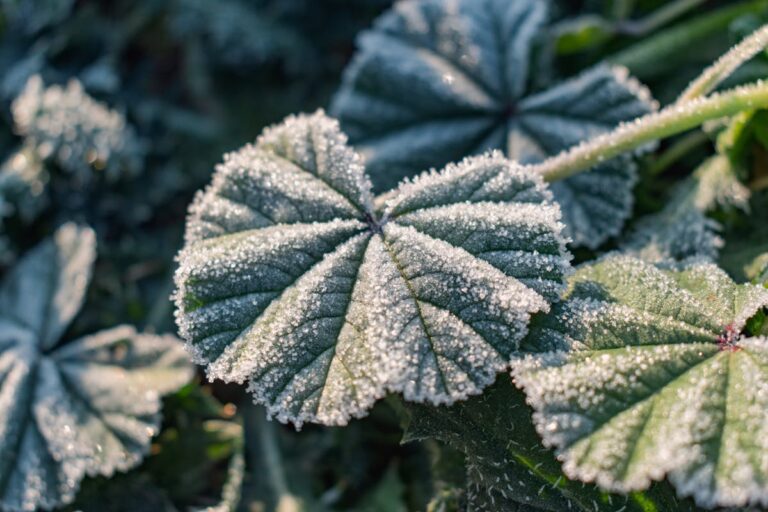 Close-up of frost-covered leaves in Tehran, showcasing nature's beauty in winter.
