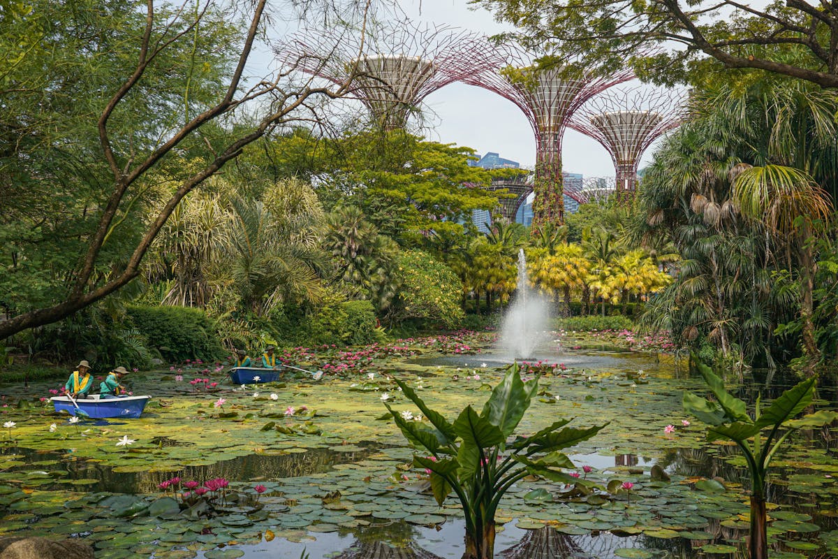 Lush greenery and boats in a pond at Singapore's Supertree Grove, a serene escape in the city.
