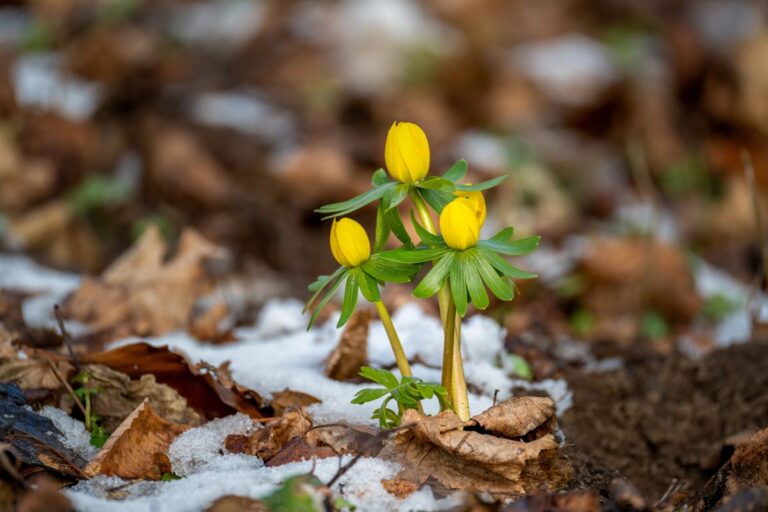Bright yellow winter aconite flowers emerging in early spring through the last snow.