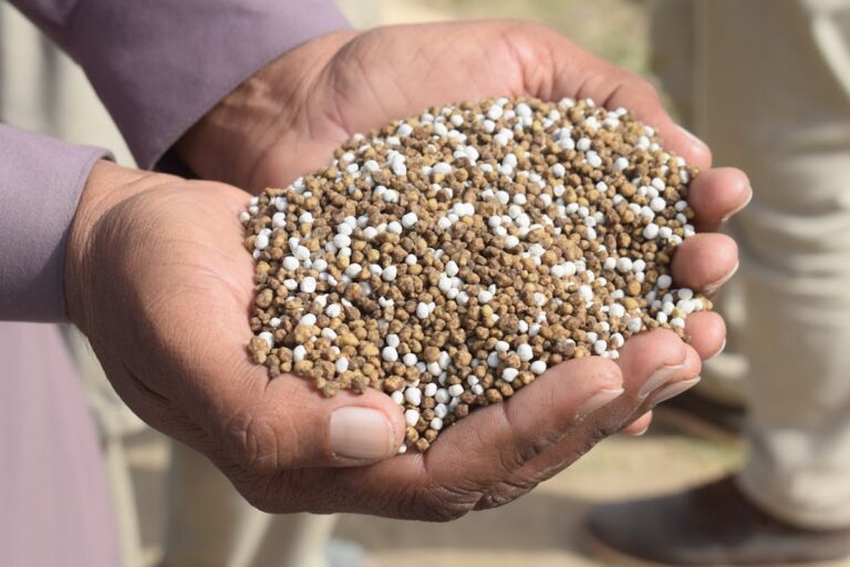 Close-up of hands holding granular fertilizer in Bahawalpur, Pakistan.