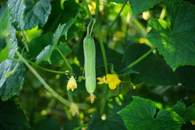 Close-up of a growing cucumber hanging from the vine with surrounding green leaves and yellow flowers.