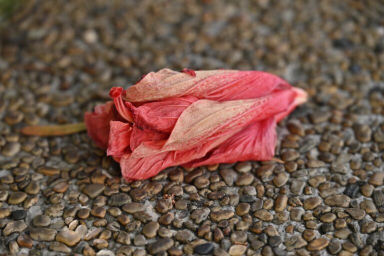 Detailed shot of a wilted red hibiscus flower resting on a textured pebble surface.