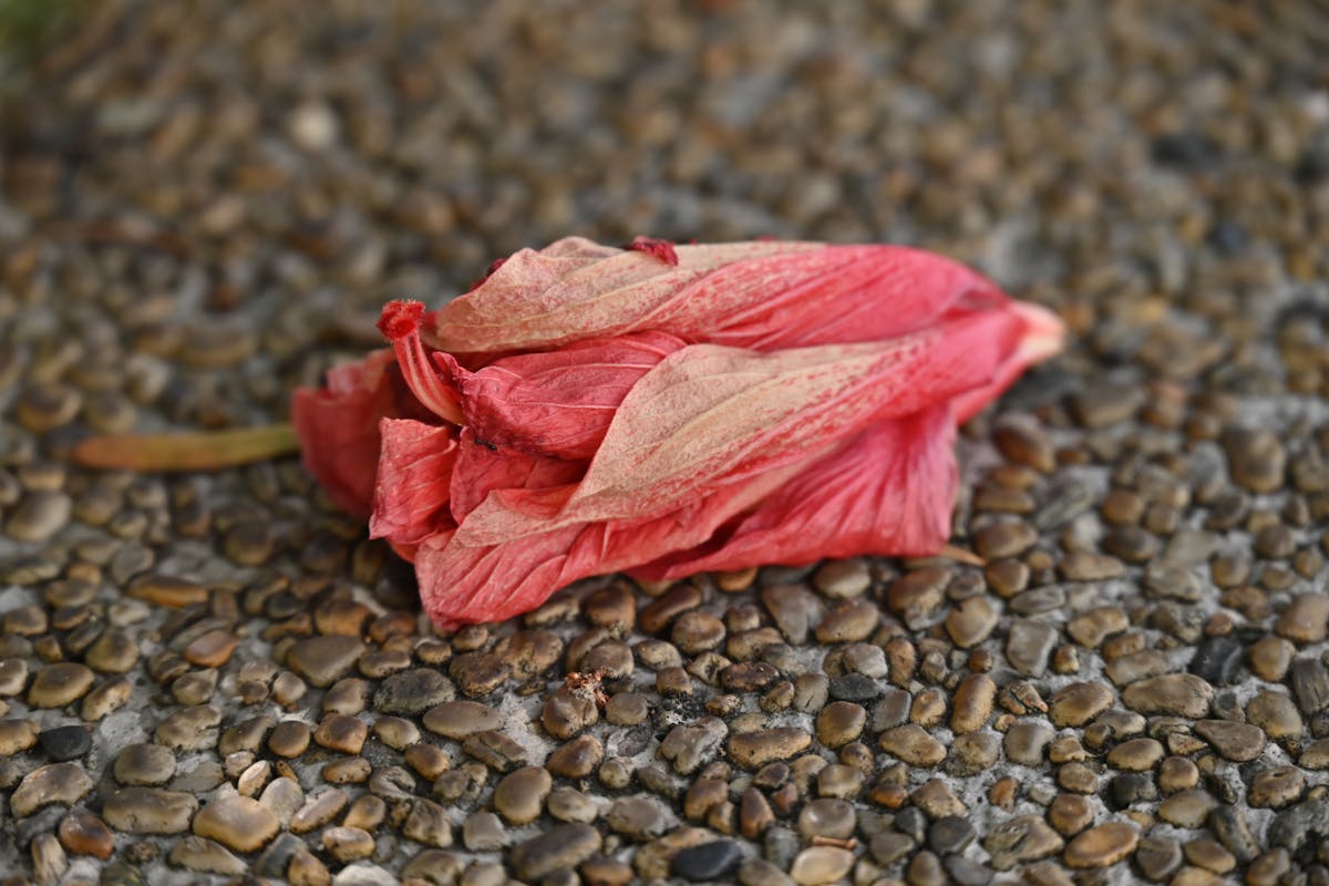 Detailed shot of a wilted red hibiscus flower resting on a textured pebble surface.
