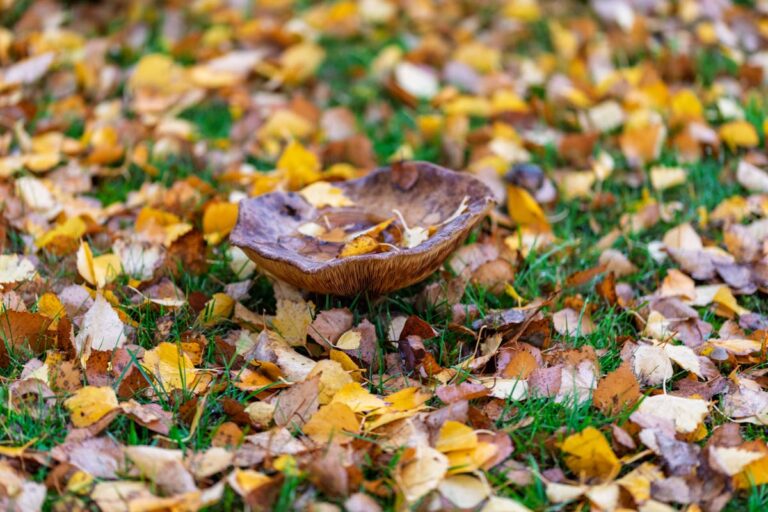 A large mushroom surrounded by autumn leaves on grassy field.