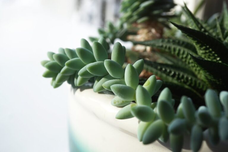 Detailed view of a lush succulent arrangement indoors, capturing vibrant greenery.