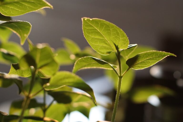 A detailed close-up of vibrant green leaves illuminated by natural sunlight indoors.
