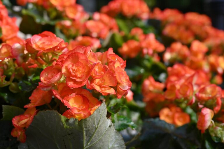 Bright orange begonias captured in a lush garden setting outdoors.
